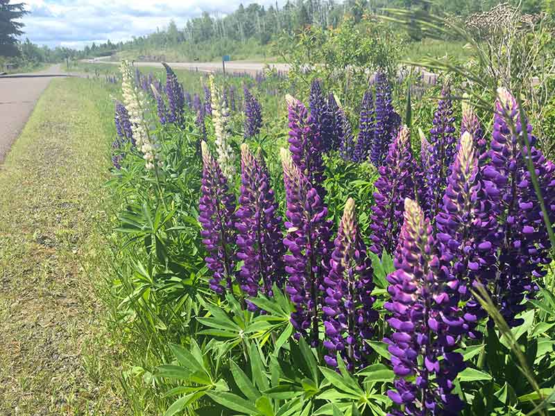 Lupins in Bloom